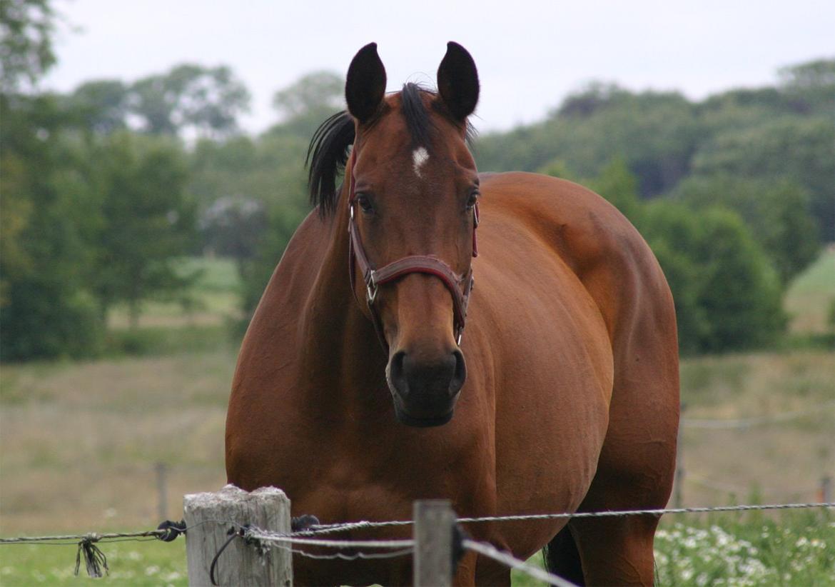 Dansk Varmblod Fiona - Smukke damen på fold :) billede 23