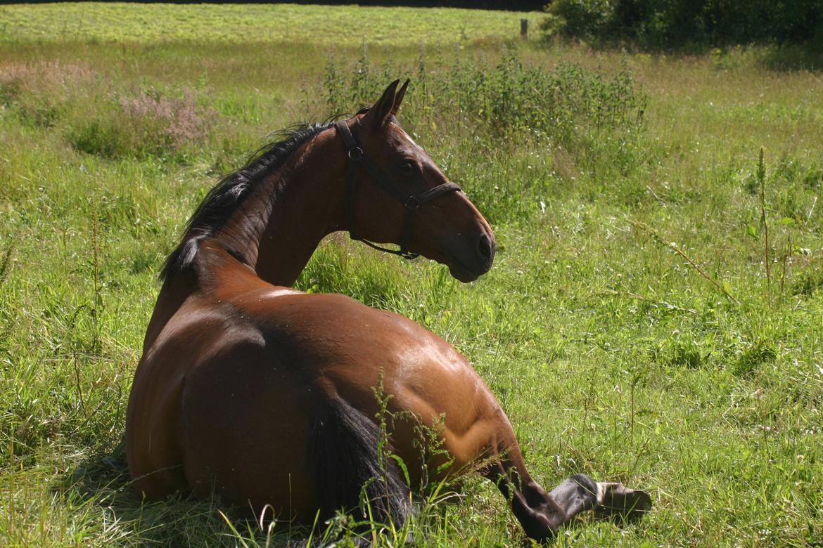Dansk Varmblod Fiona - Ha ha, hun nyder livet :) billede 24