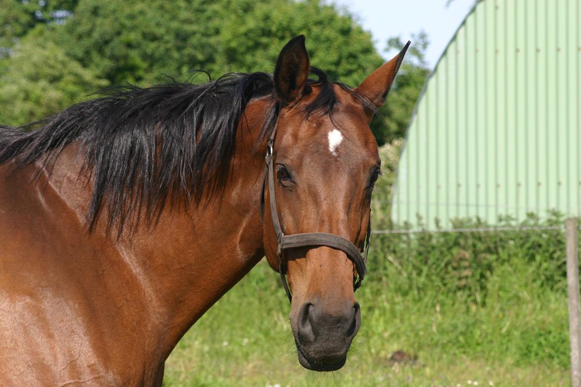 Dansk Varmblod Fiona - Dejlige dame billede 26