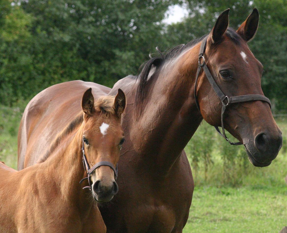 Dansk Varmblod Fiona - Fiona og baby Phantom :) billede 28