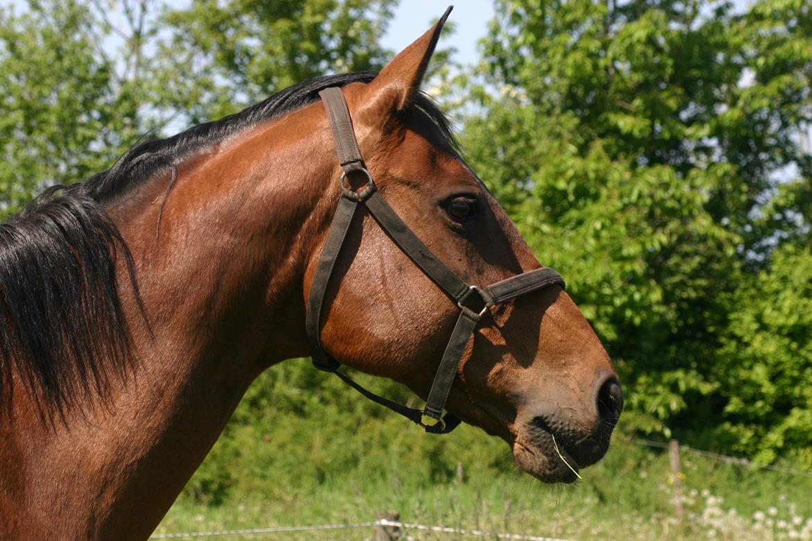 Dansk Varmblod Fiona - Smukke :) billede 30
