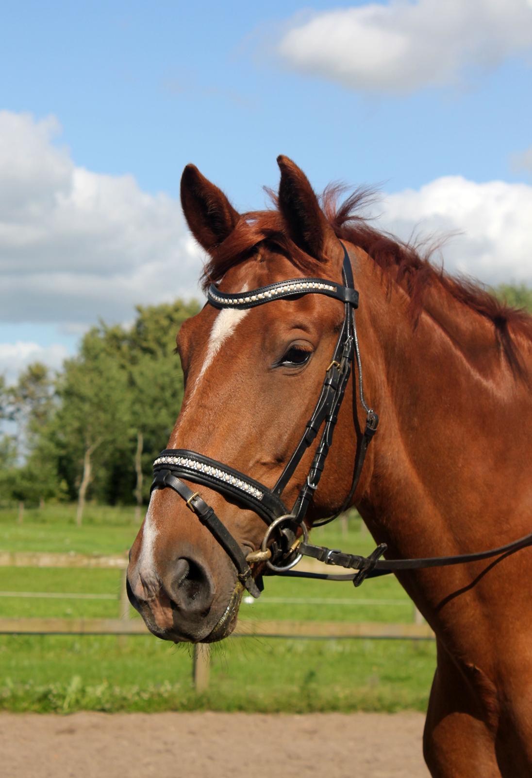 Anden særlig race Athene (SOLGT) - Athene's smukke hoved billede 19