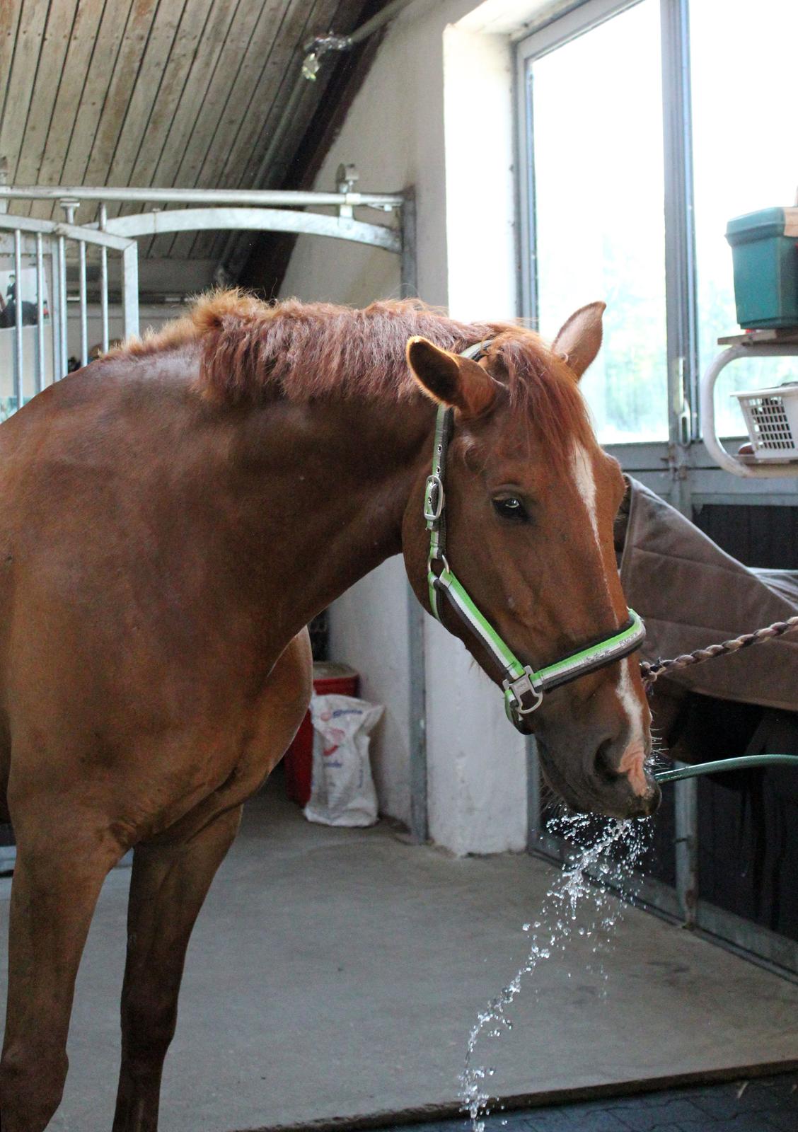 Anden særlig race Athene (SOLGT) - Athene drikker af vanslangen billede 20