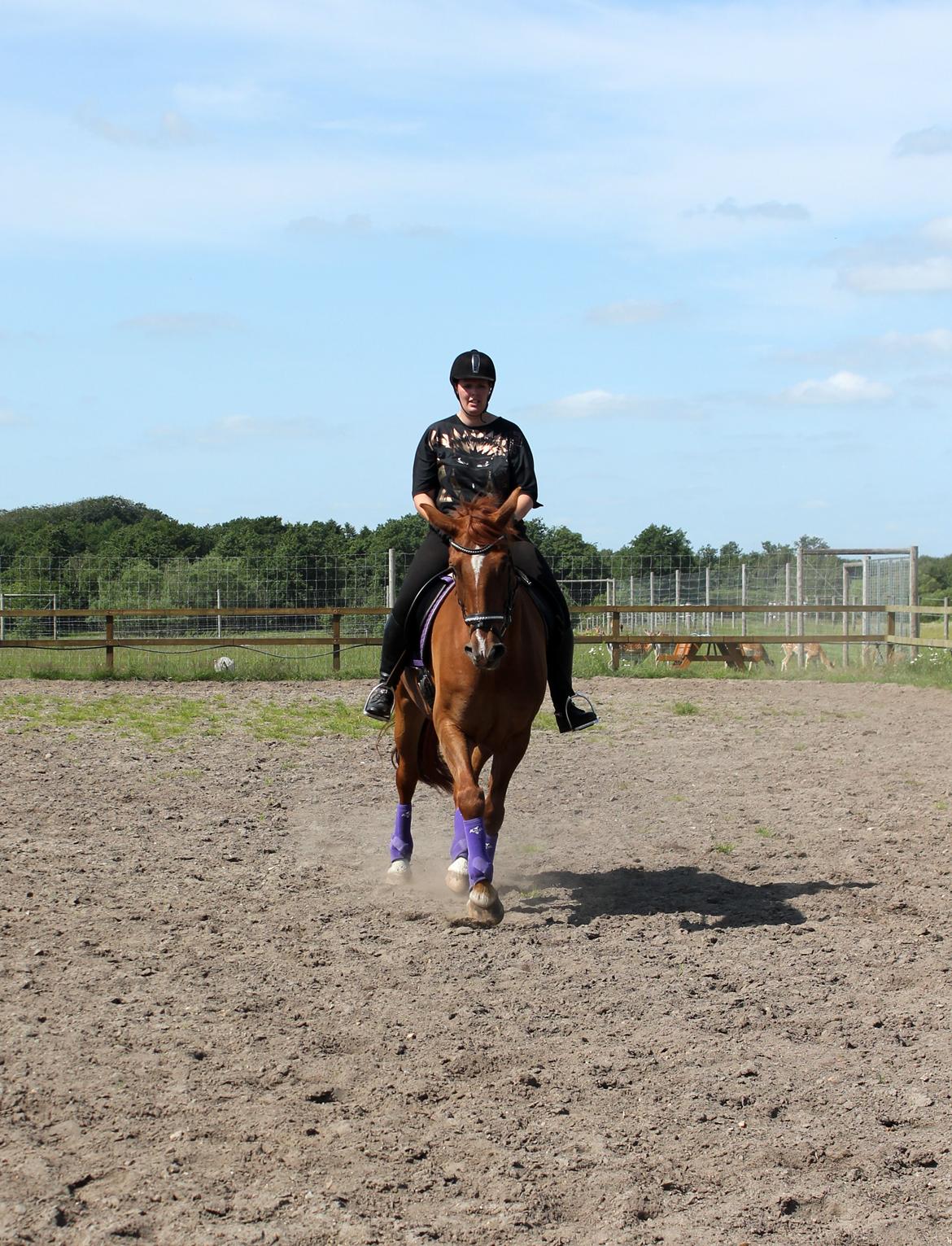 Anden særlig race Athene (SOLGT) - Schenkelvigning billede 30
