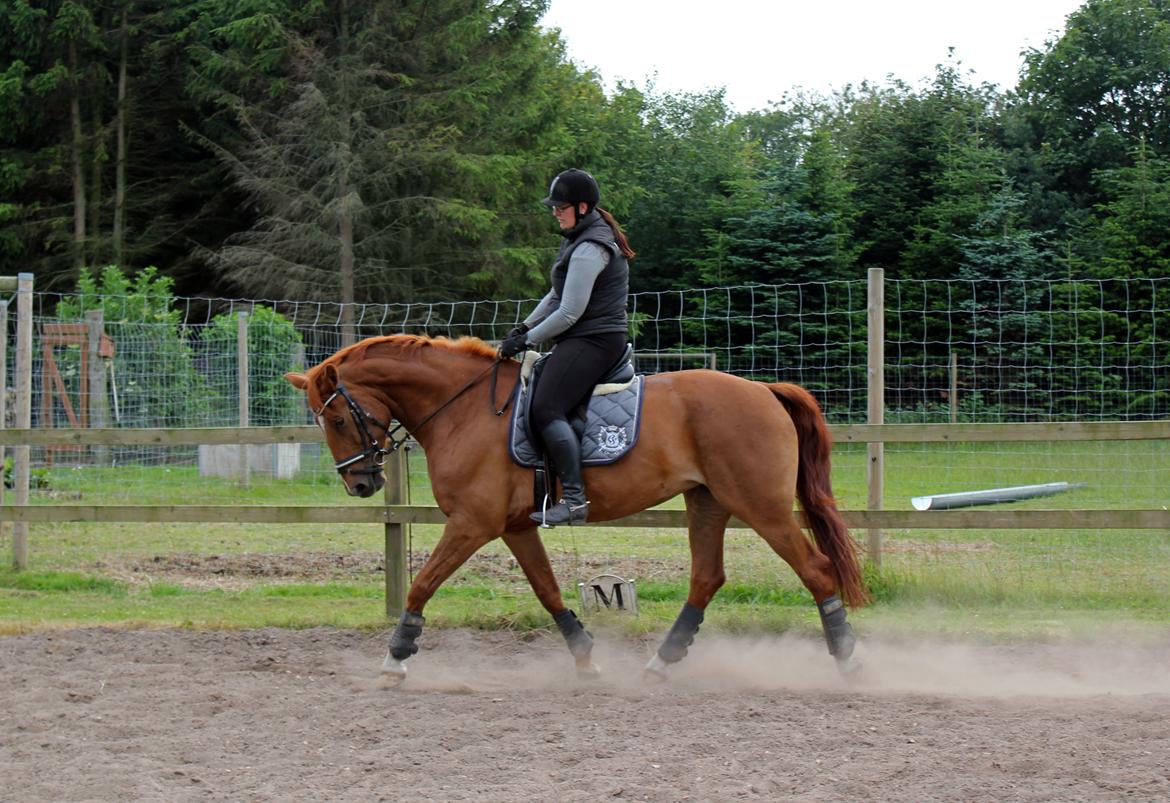 Anden særlig race Athene (SOLGT) - Dressur træning billede 39