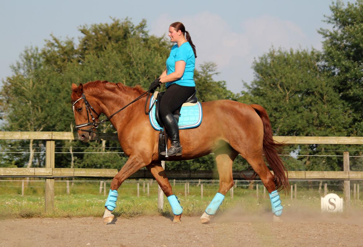 Anden særlig race Athene (SOLGT) - Træning på en varm sommerdag billede 33