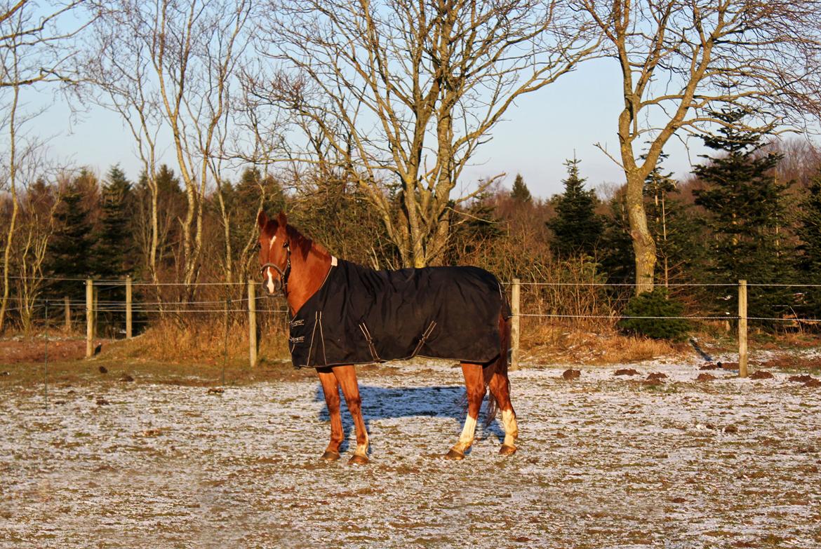 Anden særlig race Athene (SOLGT) - Athene på marken billede 28