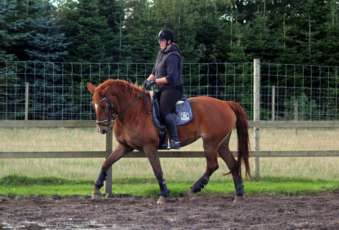 Anden særlig race Athene (SOLGT) - Træning hjemme på banen billede 42