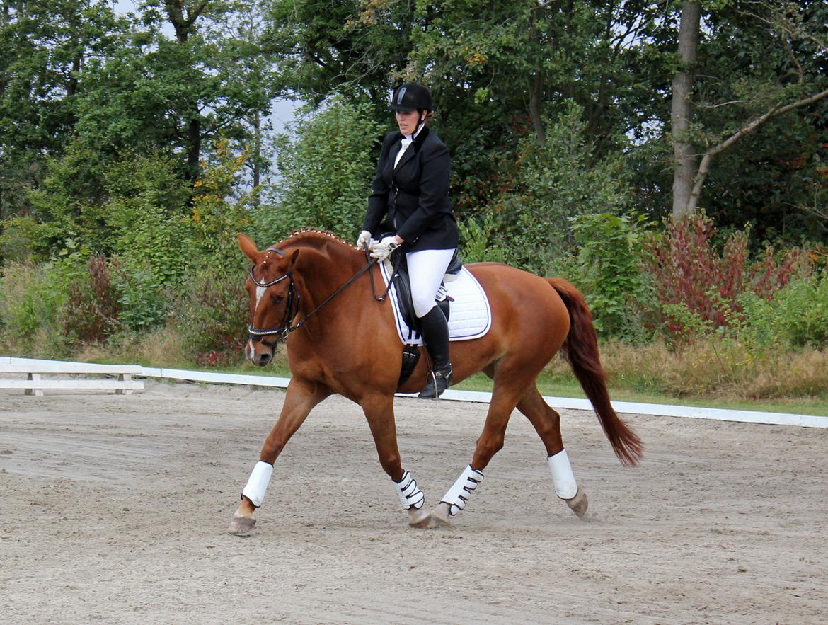 Anden særlig race Athene (SOLGT) - Første stævne billede 36
