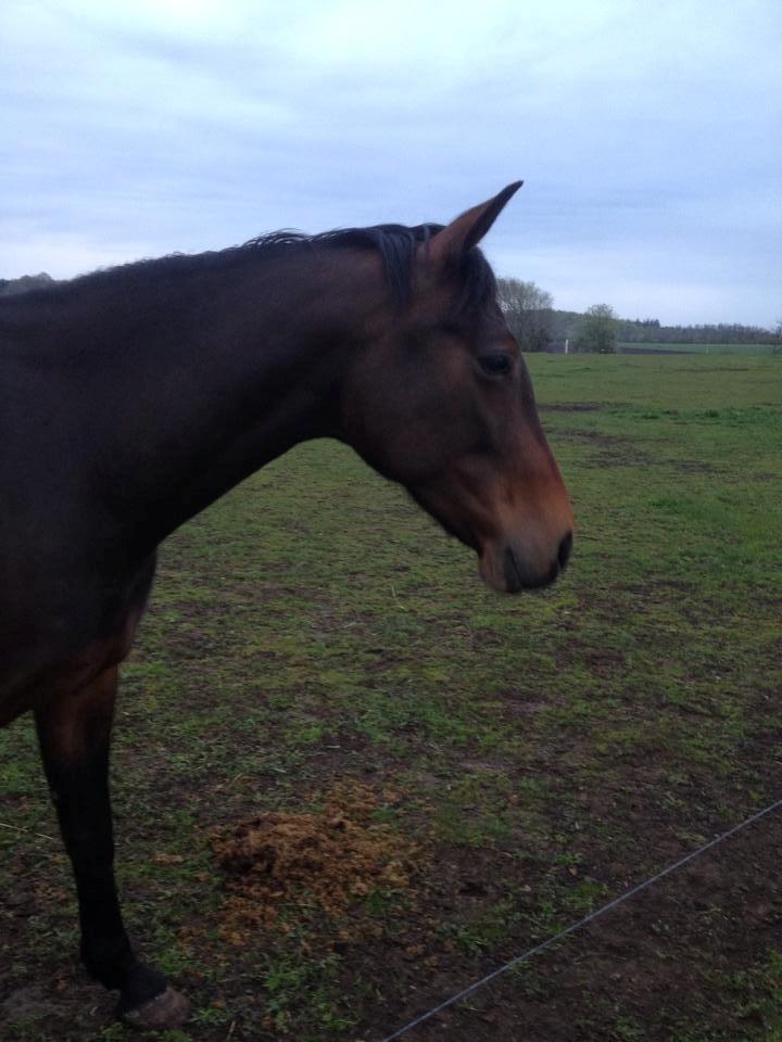 Tysk Varmblod Converta billede 3