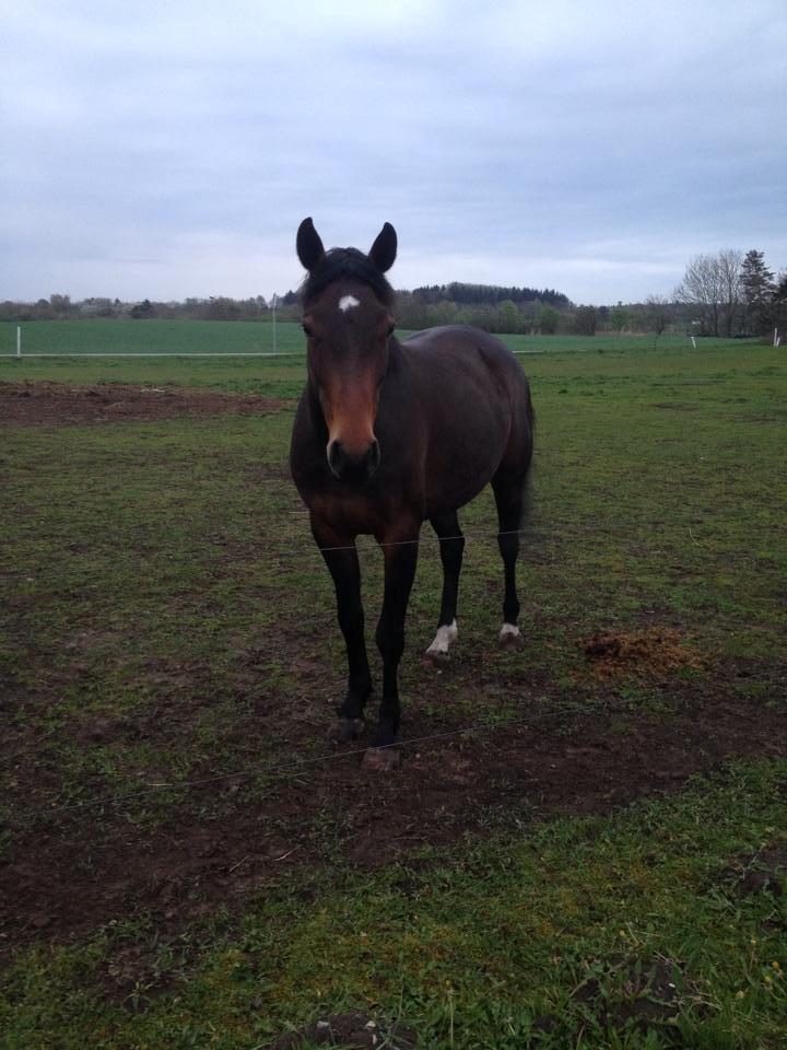 Tysk Varmblod Converta billede 4