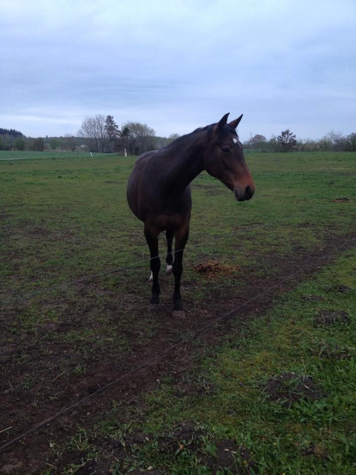 Tysk Varmblod Converta billede 5