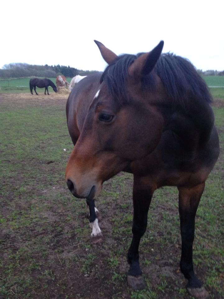 Tysk Varmblod Converta billede 2