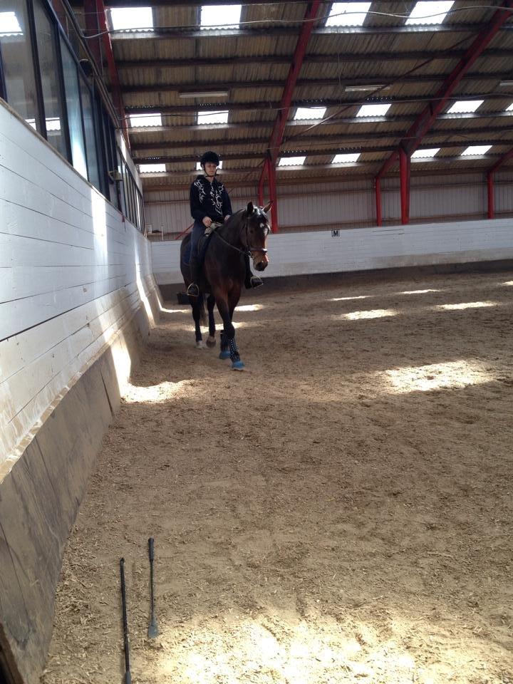 Tysk Varmblod Converta billede 24