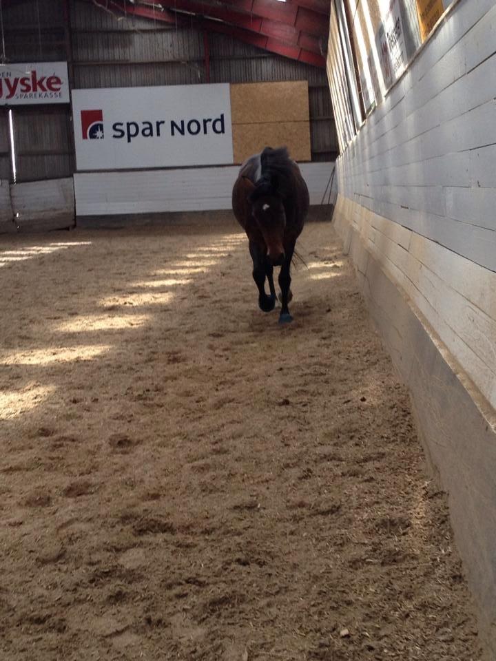 Tysk Varmblod Converta billede 11