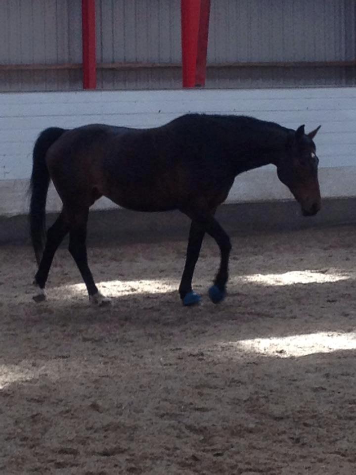 Tysk Varmblod Converta billede 17