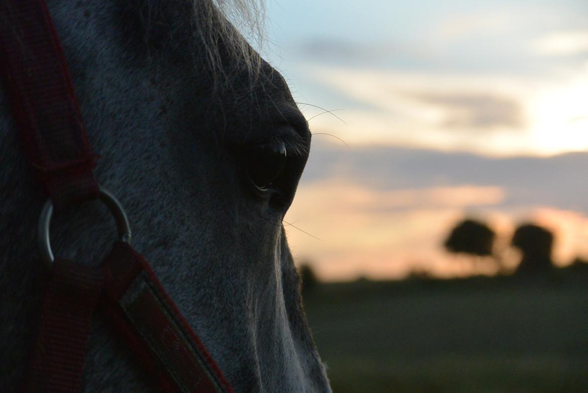 Lipizzaner Pluto Gaeta "Muldvarp" billede 11