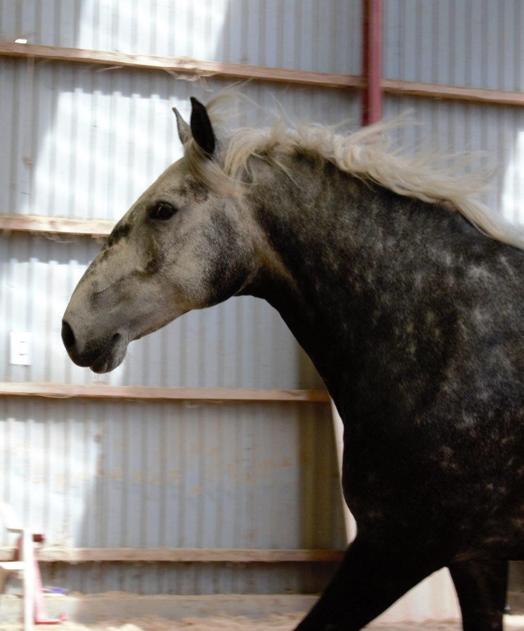 Lipizzaner Pluto Gaeta "Muldvarp" billede 12