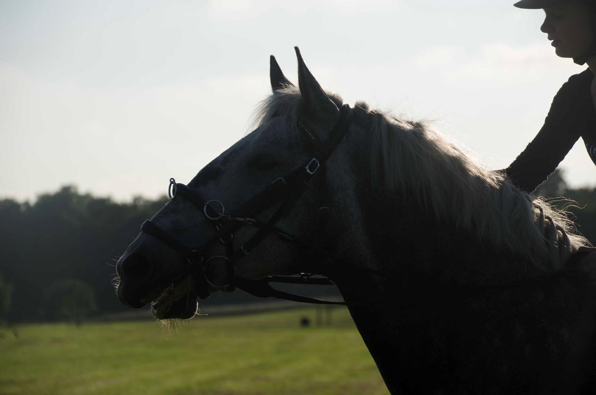 Lipizzaner Pluto Gaeta "Muldvarp" billede 15