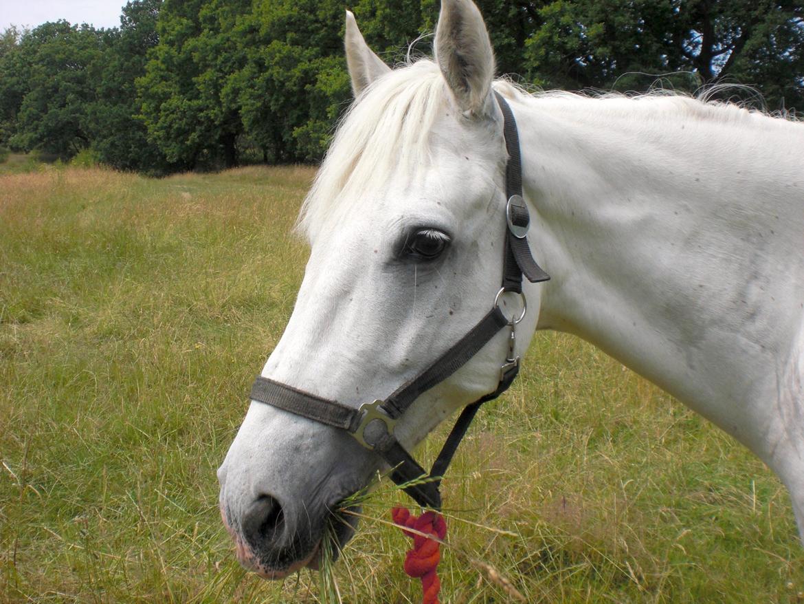 Connemara Darcy - Smukkeste! <3 Juli 2014 billede 18