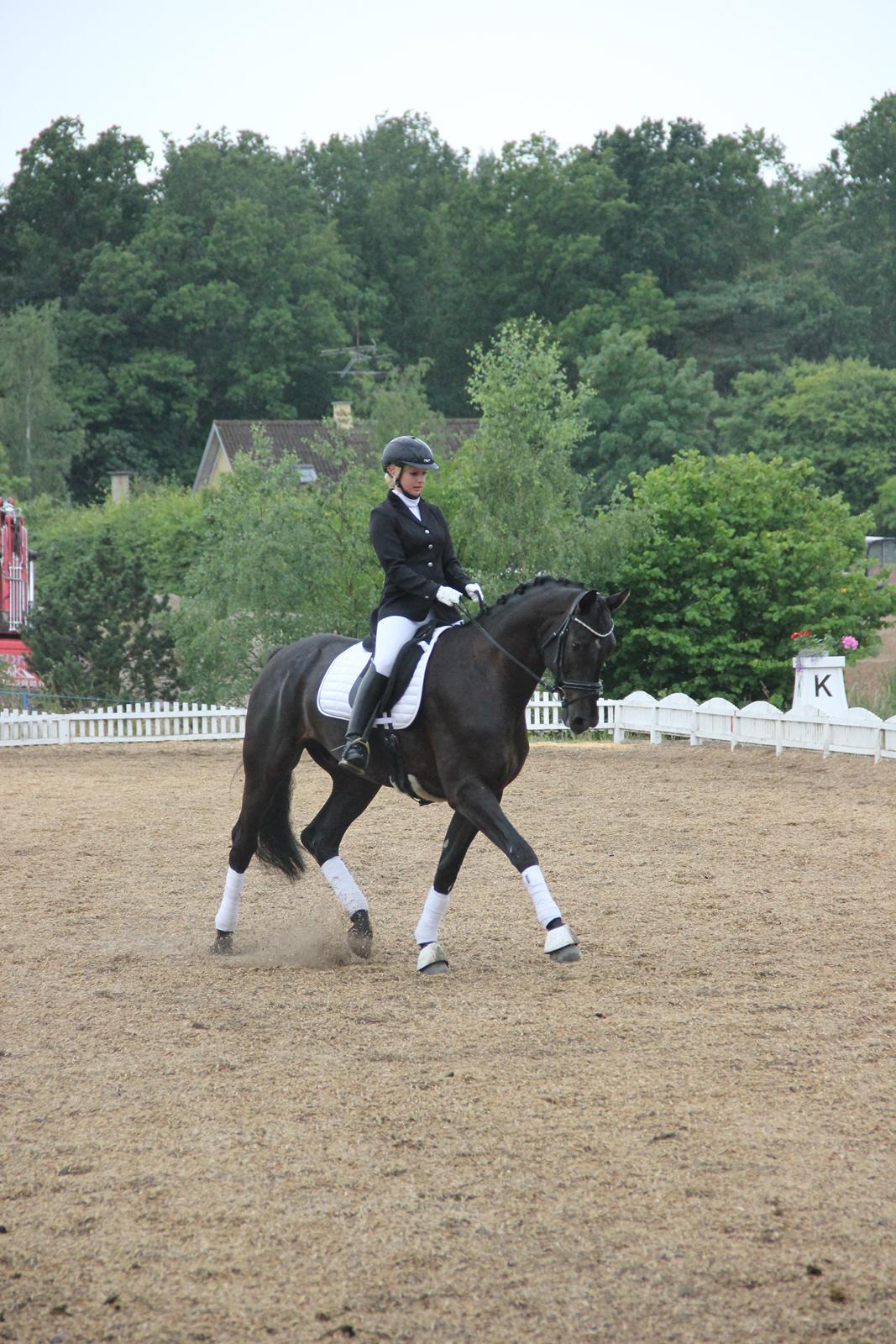 Dansk Varmblod Hefaistos - juli 2014 billede 3