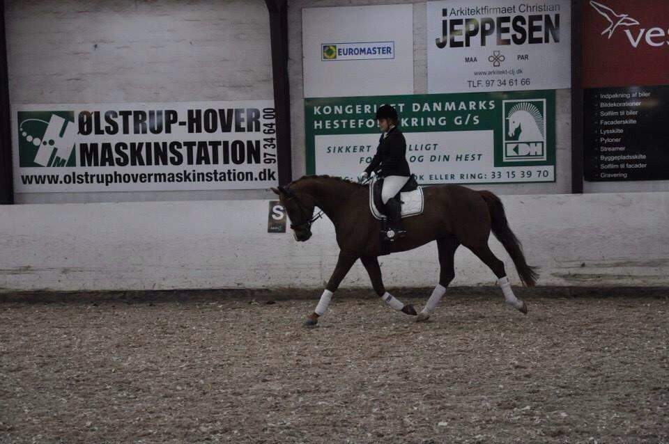 Dansk Varmblod Déjà Vu billede 11