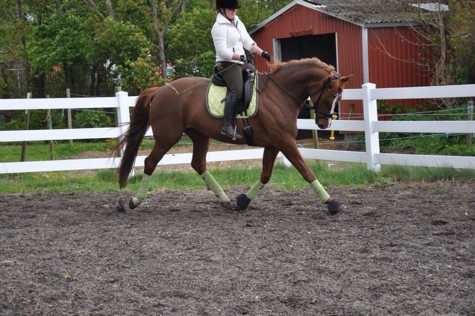 Dansk Varmblod Déjà Vu billede 10