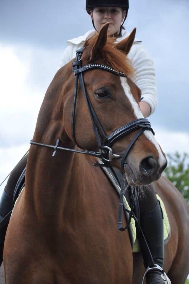 Dansk Varmblod Déjà Vu billede 14