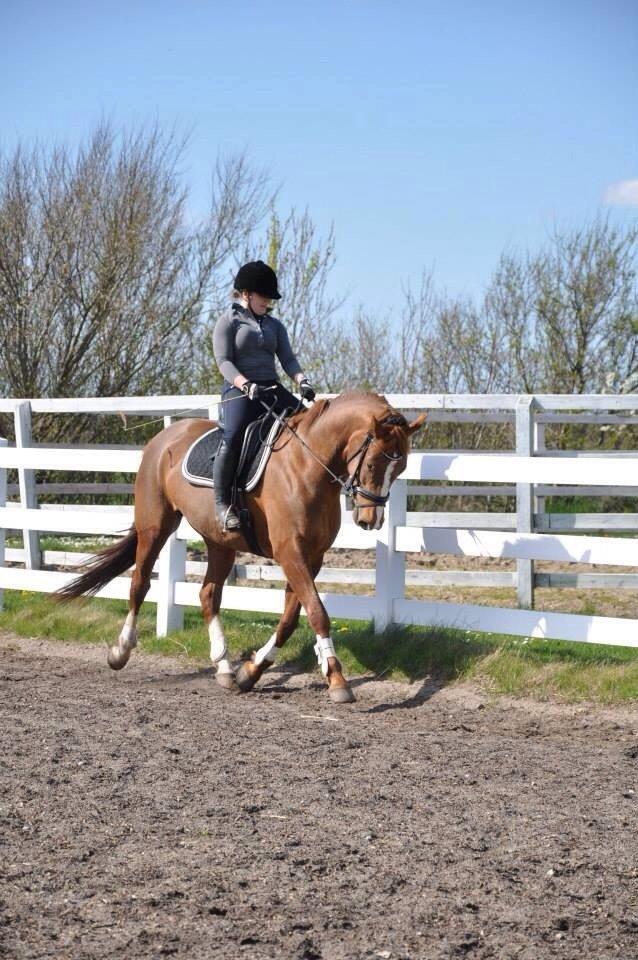 Dansk Varmblod Déjà Vu billede 13