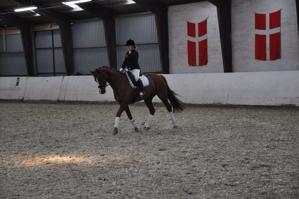 Dansk Varmblod Déjà Vu billede 15