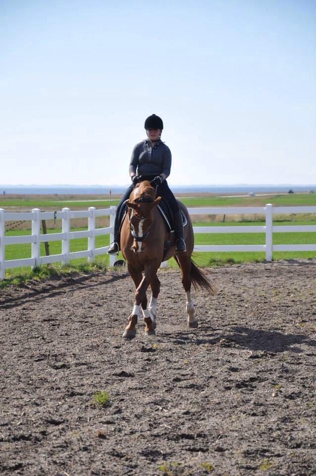 Dansk Varmblod Déjà Vu billede 16