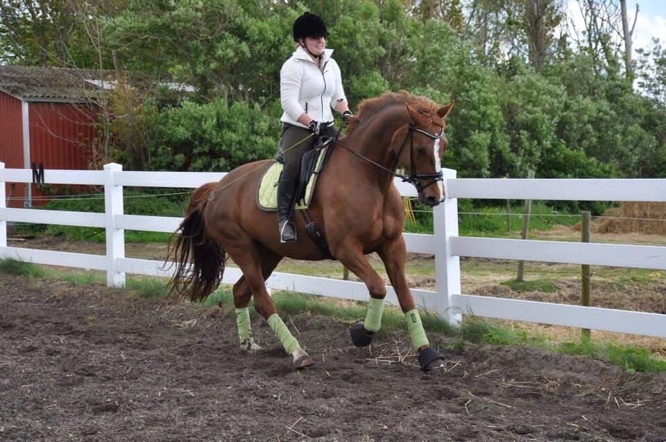 Dansk Varmblod Déjà Vu billede 17