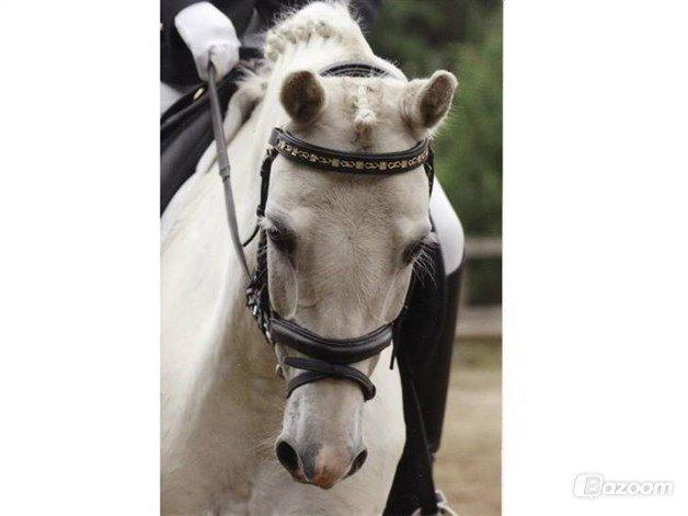 Anden særlig race Apollon *Polle* billede 1