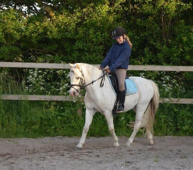 Anden særlig race Apollon *Polle* billede 2