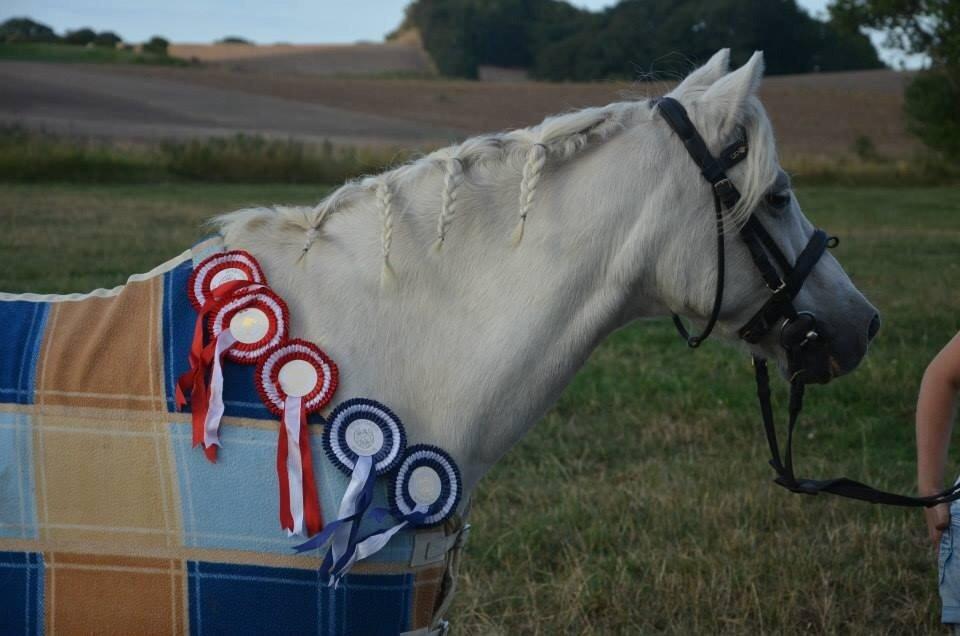 Anden særlig race Apollon *Polle* billede 3