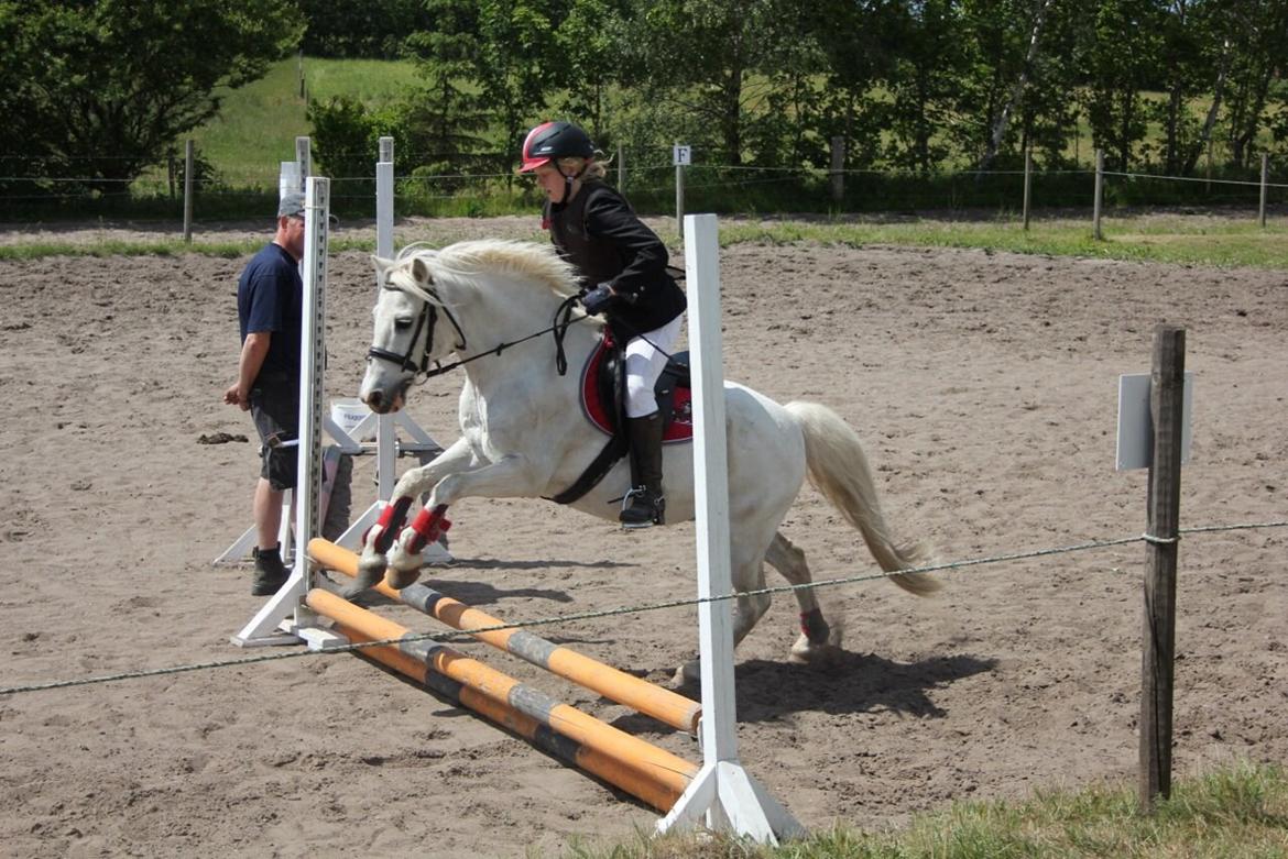 Anden særlig race Apollon *Polle* billede 4