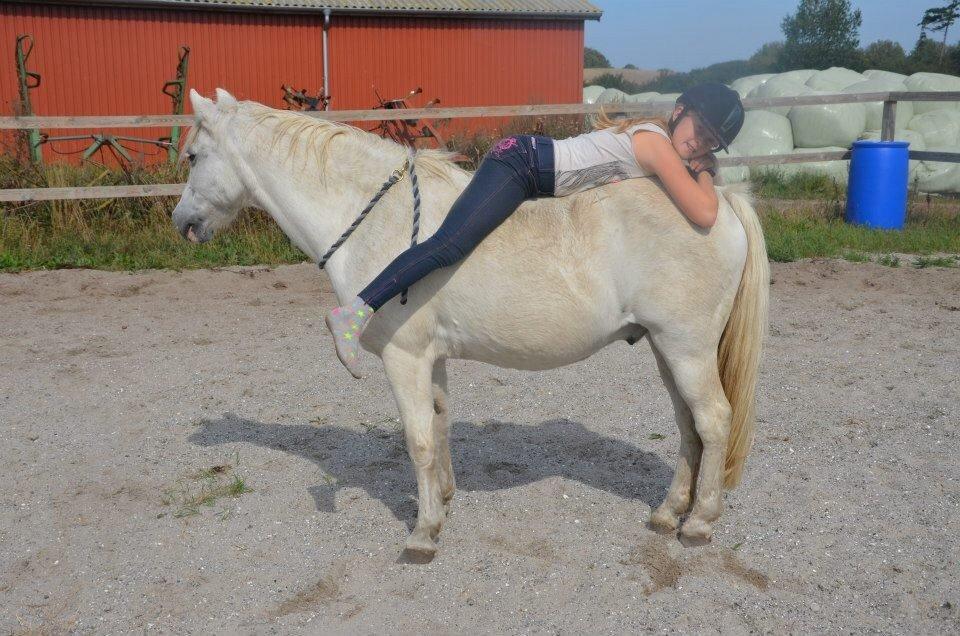 Anden særlig race Apollon *Polle* billede 5