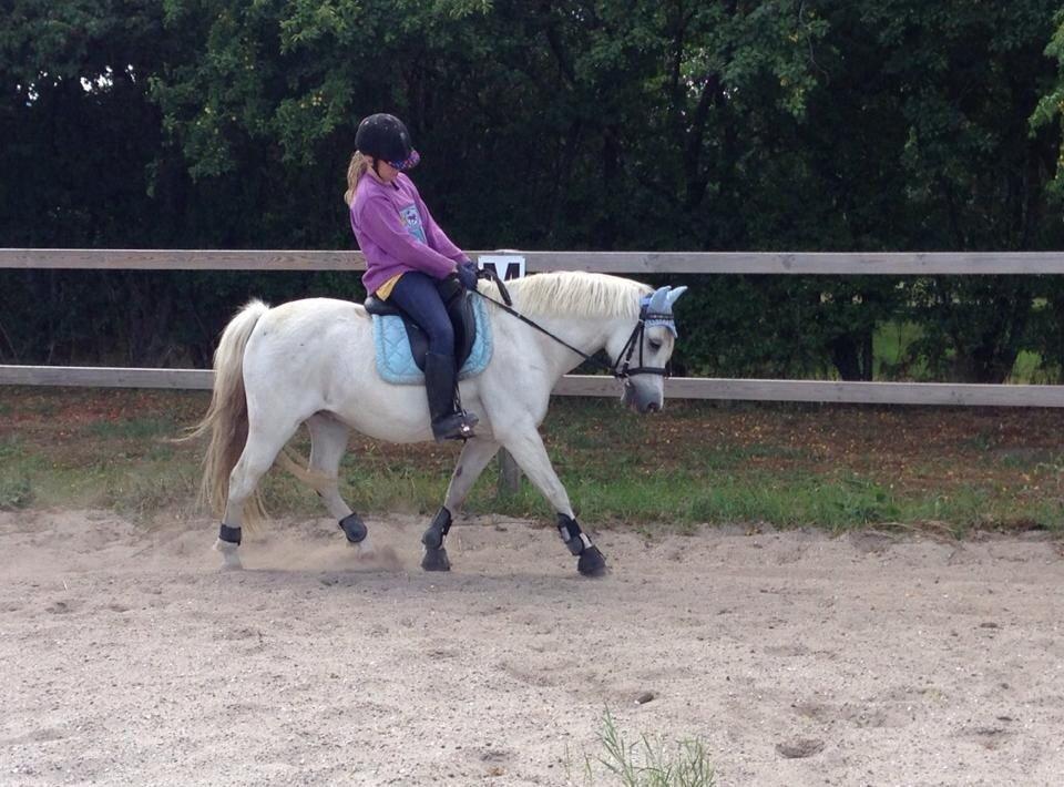 Anden særlig race Apollon *Polle* billede 8