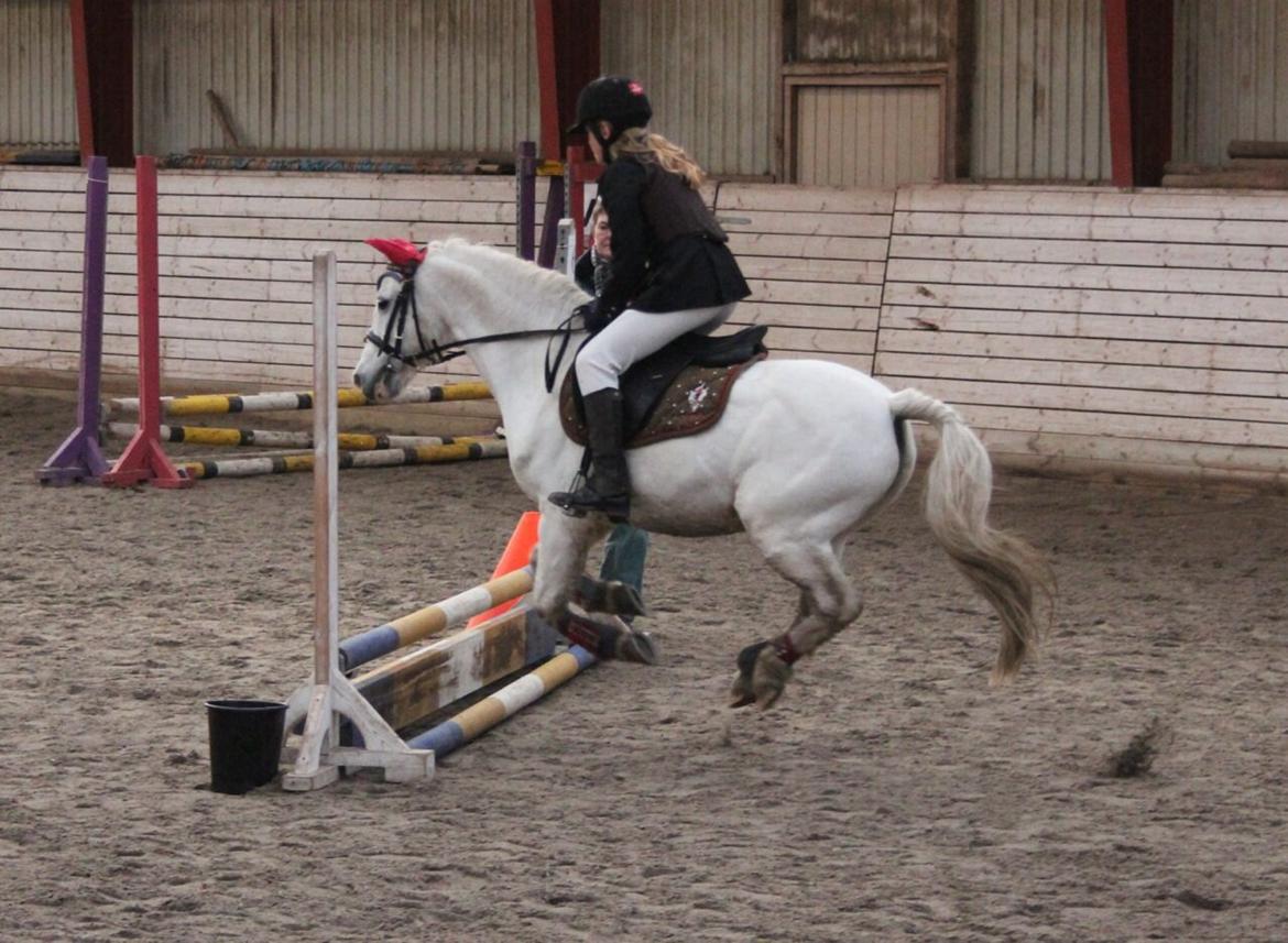 Anden særlig race Apollon *Polle* billede 9