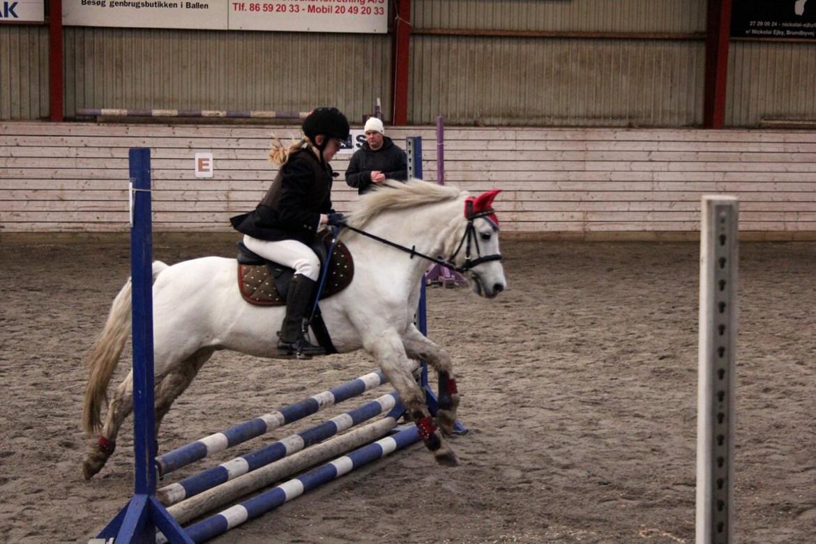 Anden særlig race Apollon *Polle* billede 10