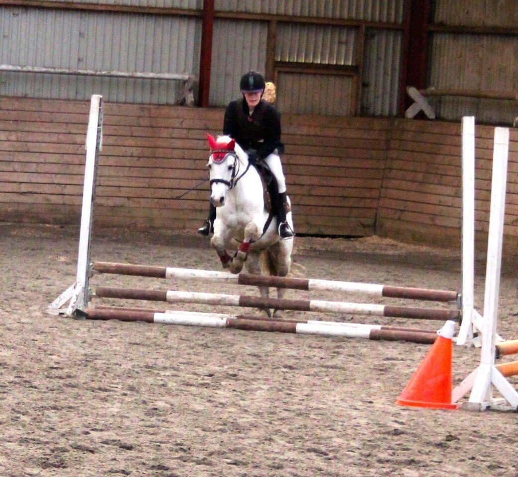 Anden særlig race Apollon *Polle* billede 11