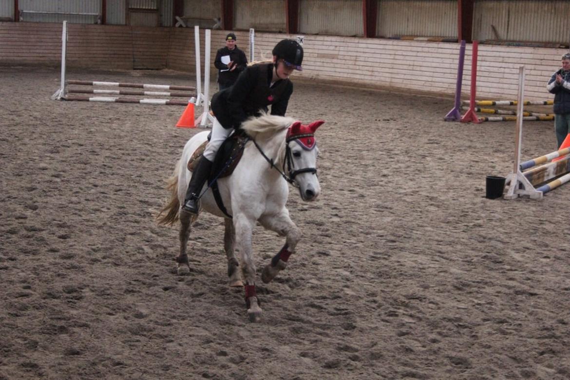 Anden særlig race Apollon *Polle* billede 12