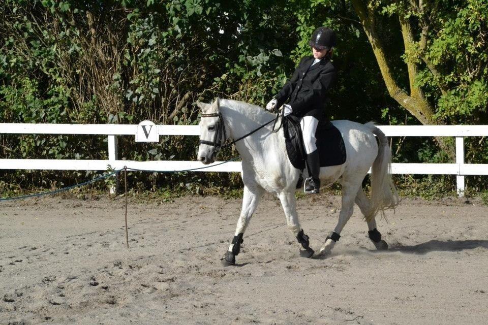 Anden særlig race Apollon *Polle* billede 13