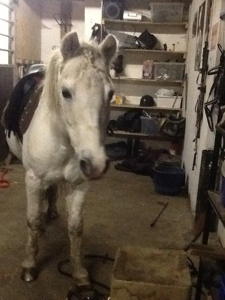 Anden særlig race Apollon *Polle* billede 14