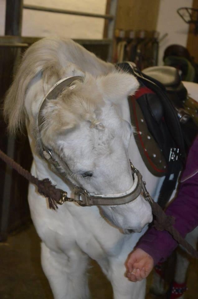 Anden særlig race Apollon *Polle* billede 15