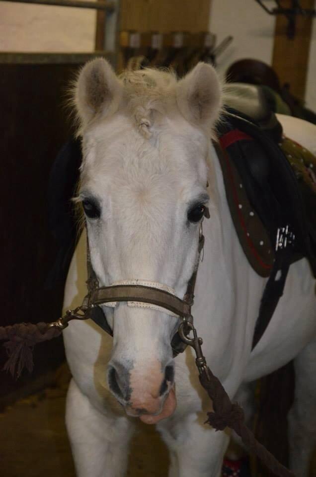 Anden særlig race Apollon *Polle* billede 16