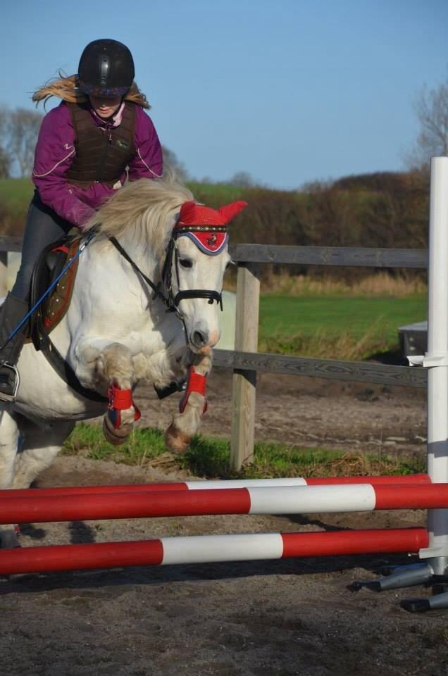 Anden særlig race Apollon *Polle* billede 17