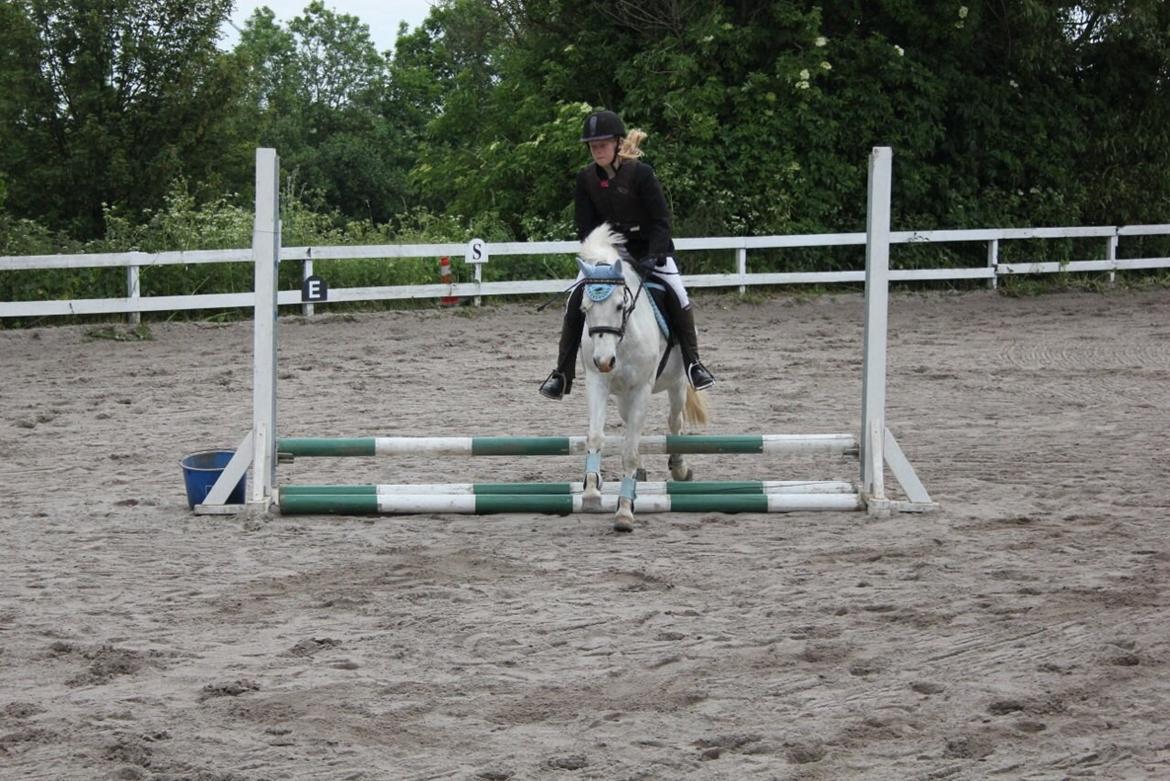 Anden særlig race Apollon *Polle* billede 19