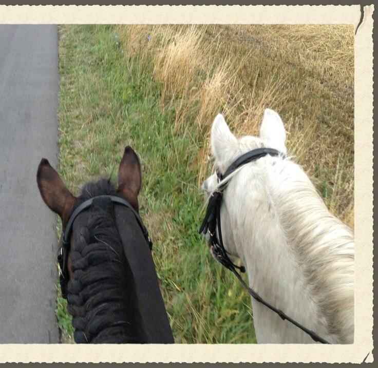 Anden særlig race Apollon *Polle* billede 20