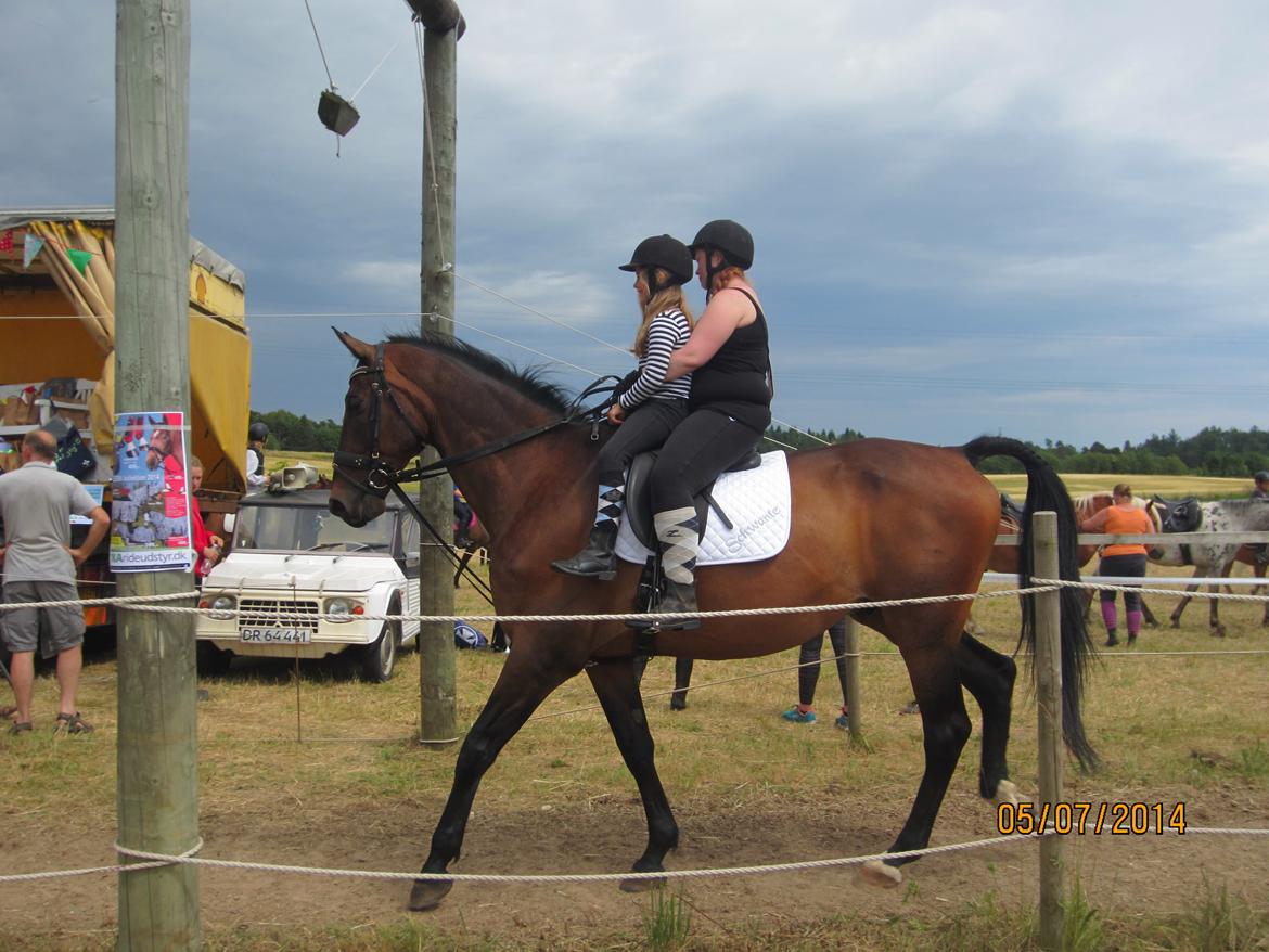 Dansk Varmblod SCHWANTE - På vej ind til præmie overrakkelse med nikoline foran :) billede 45